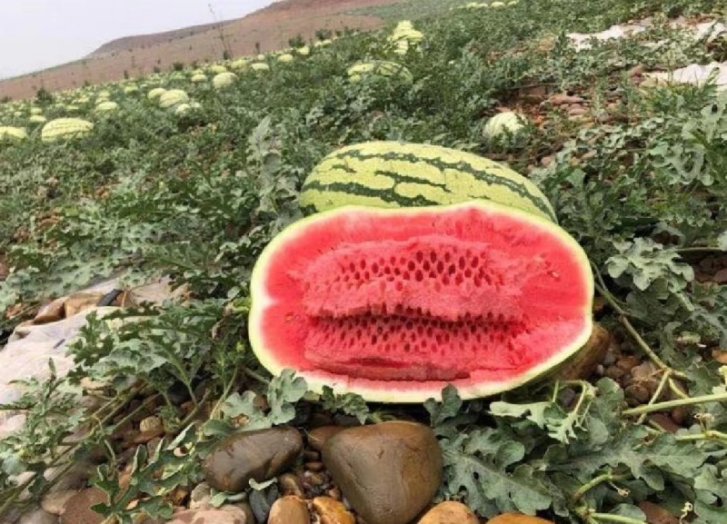 宁夏精品【硒砂瓜】不甜不熟不要钱，薄皮大红瓤