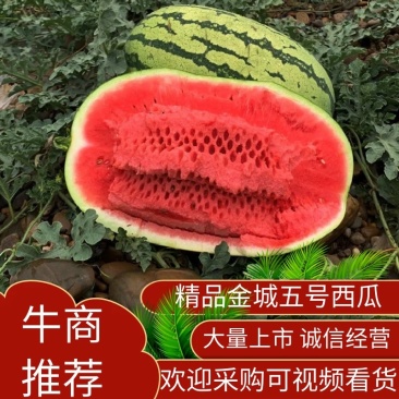 宁夏石头瓜硒砂瓜金城5号金花1号产地直发诚信经营全国发货