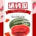 宁夏中卫精品【硒砂瓜】现摘现发皮薄多汁口感甘甜