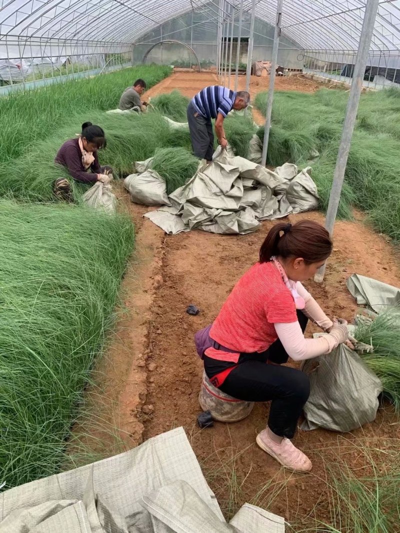 山东粉黛乱子草批发商