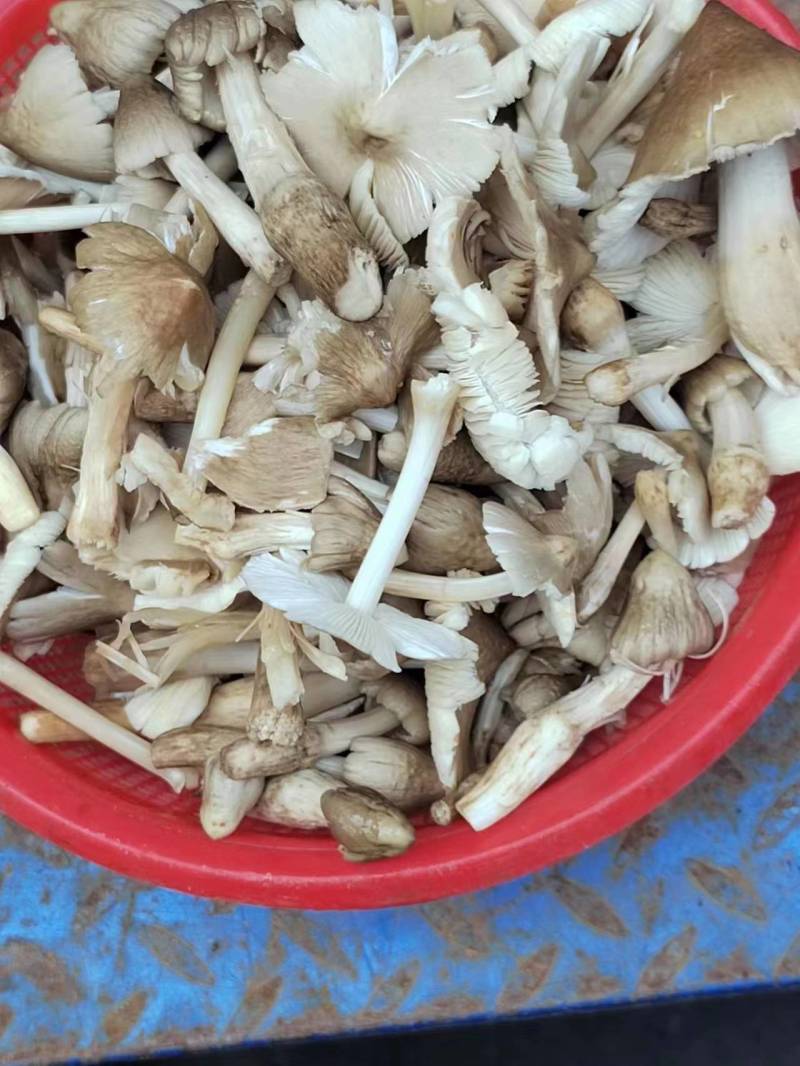 鸡纵油