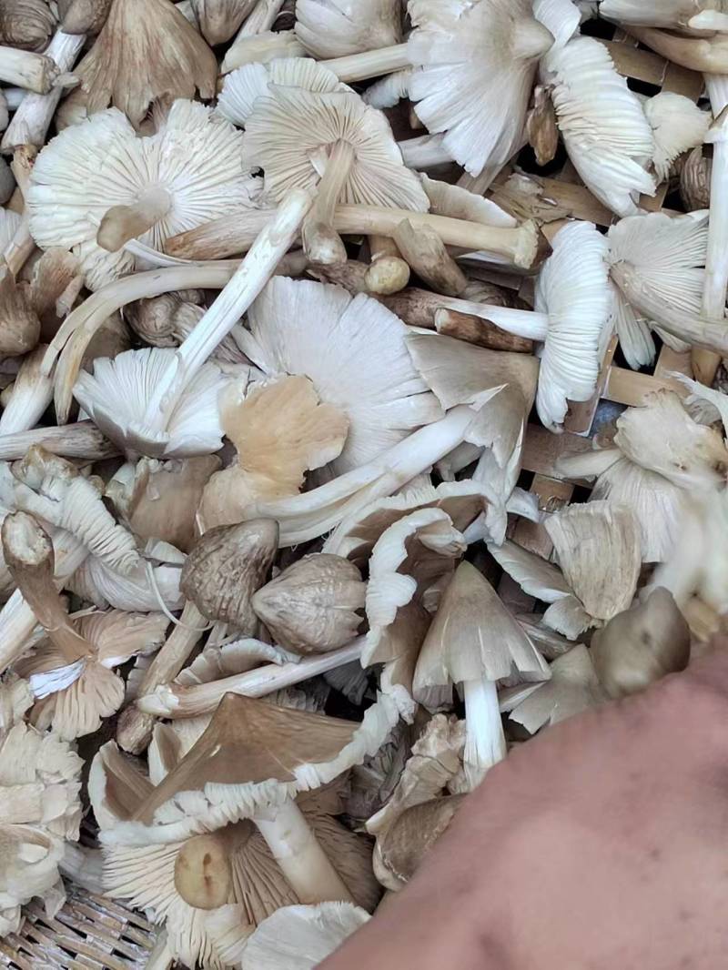 鸡纵油