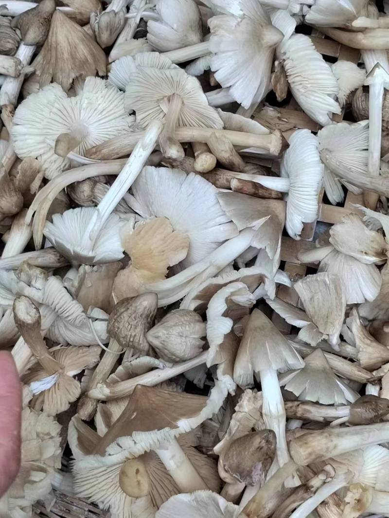 鸡纵油