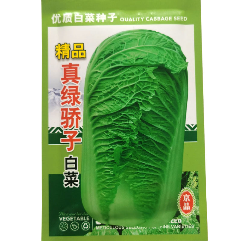 真绿娇子白菜种子天津绿青麻叶大白菜种子秋季青口早熟秋冬季
