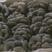 内蒙古本地精品黑平菇大量供应品质保障一手货源欢迎联系