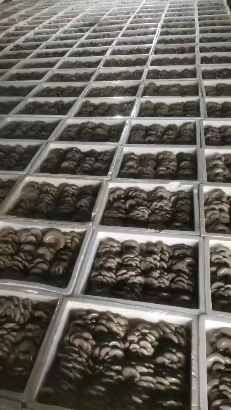 内蒙古本地精品黑平菇大量供应品质保障一手货源欢迎联系