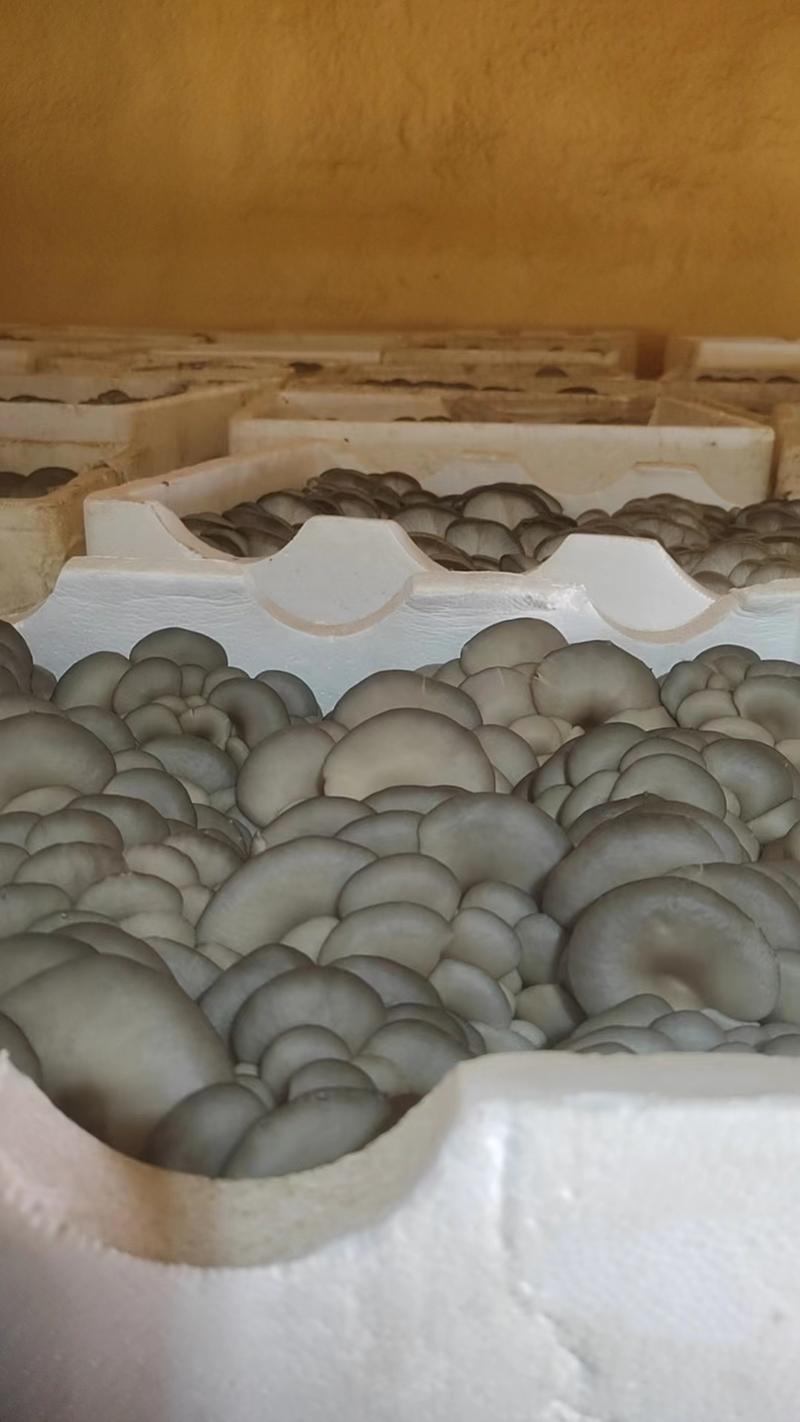内蒙古精品平菇黑平菇产地直供量大从优欢迎来电联系