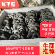 内蒙古本地精品黑平菇大量供应品质一手货源欢迎