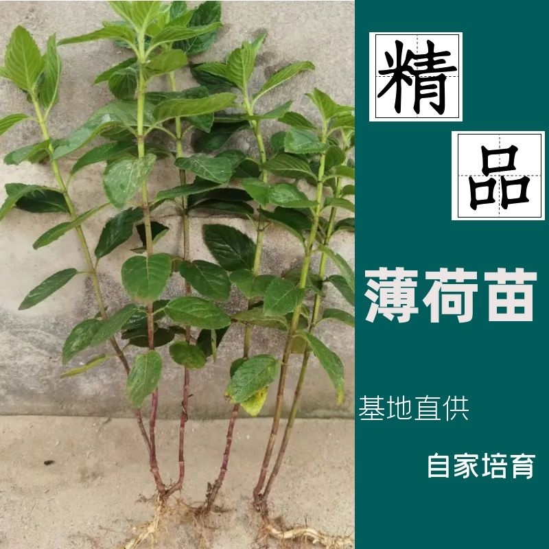 薄荷苗，菜薄荷多年生，观赏，食用阳台室内盆栽花卉好养驱蚊