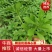 养心菜种苗救心菜也是高钙菜常年可种随时发货当年收益