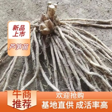 紫芦笋苗抗病高产一年种植多年收益耐寒多年生