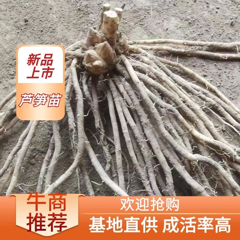 紫芦笋苗抗病高产一年种植多年收益耐寒多年生