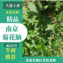 南京菊花脑菜苗食用菊花菜野生四季都可种植，来电优惠发