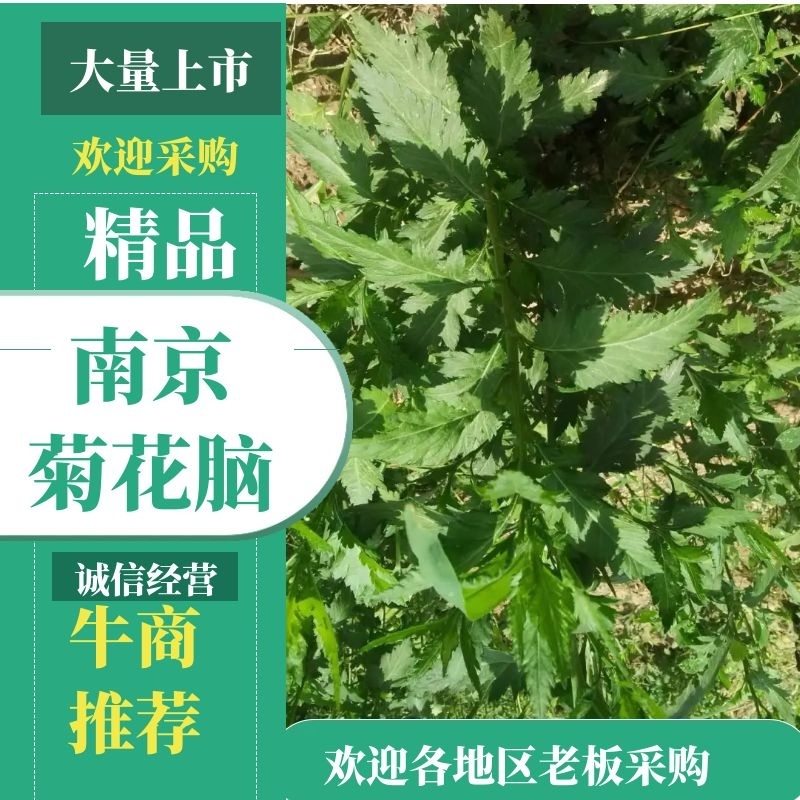 南京菊花脑菜苗食用菊花菜野生四季都可种植，来电优惠发