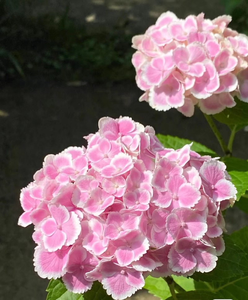 大花绣球
