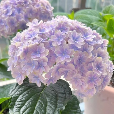 大花绣球