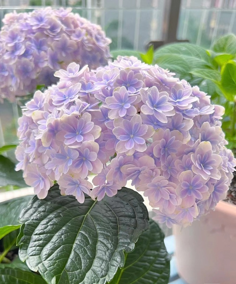 大花绣球