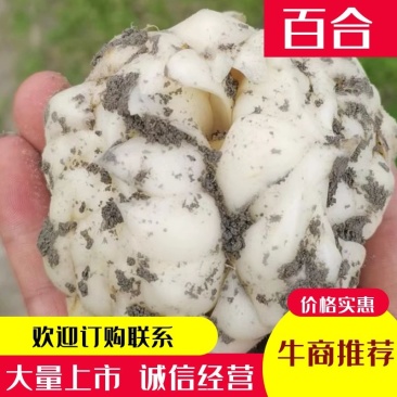 湖南正宗龙牙百合,产地供货,白泥货,欢迎来电。