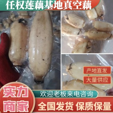 长期供应正宗湖藕，口口粉，有鄂莲6号35.红芽藕
