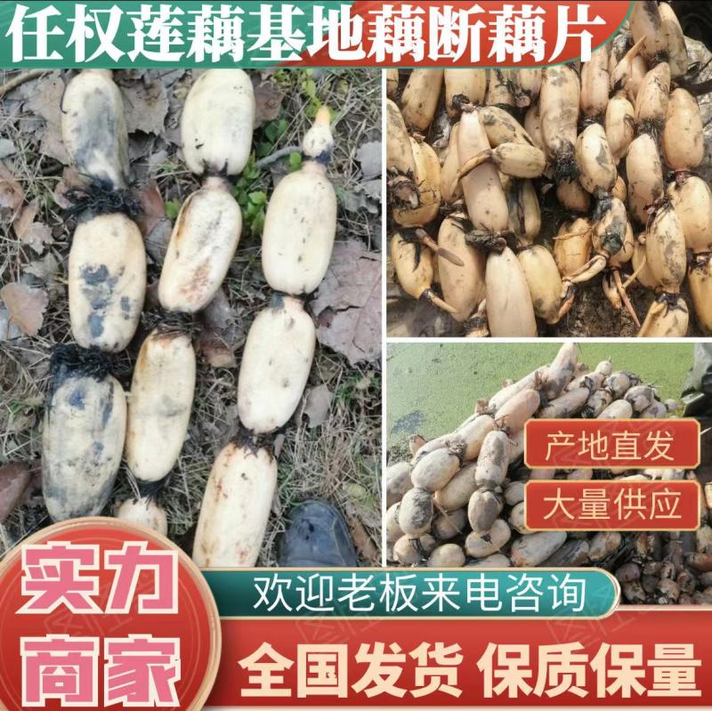 精品白莲藕莲藕基地直发品种有3537鄂莲6号，大地红