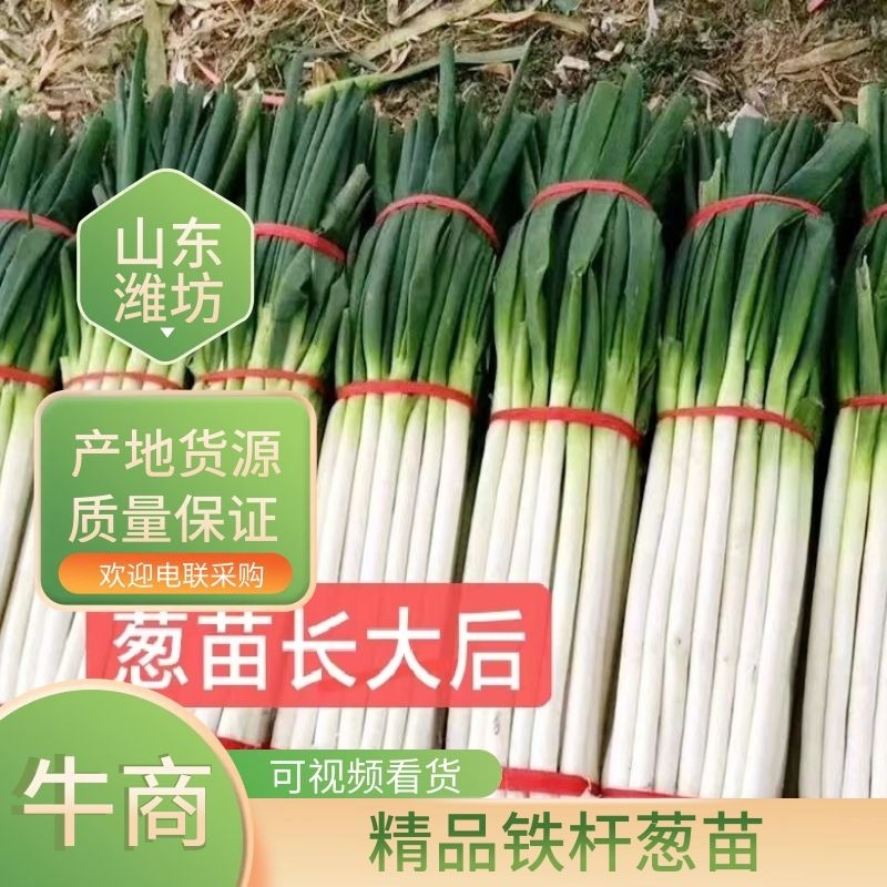 精品铁杆大葱苗钢葱小香葱潍坊葱苗基地直发