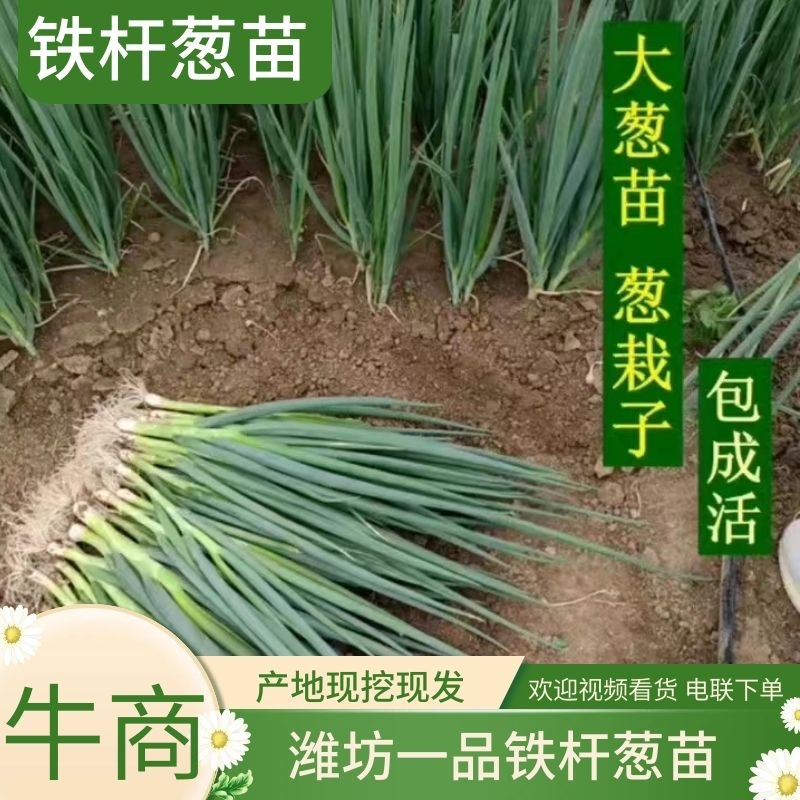 精品铁杆大葱苗钢葱小香葱潍坊葱苗基地直发
