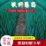 【推荐】铁杆葱苗钢葱苗香葱苗产地直发货源充足