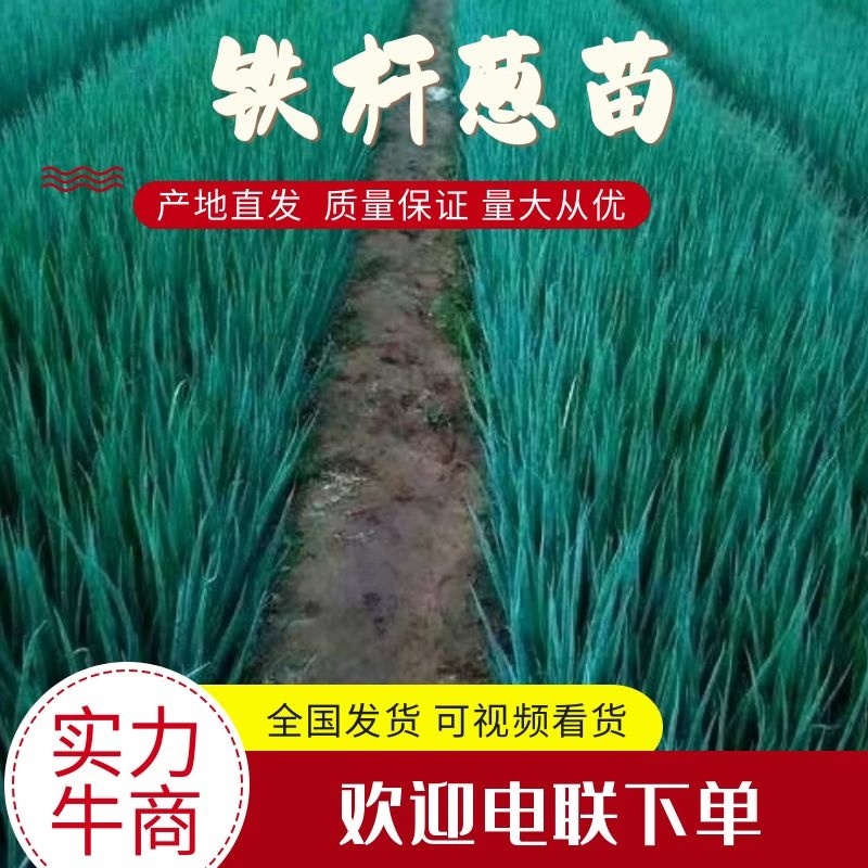 【推荐】铁杆葱苗钢葱苗香葱苗产地直发货源充足