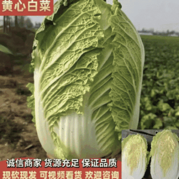 【精】黄心大白菜个大质优/火爆热卖欢迎来电咨询！！