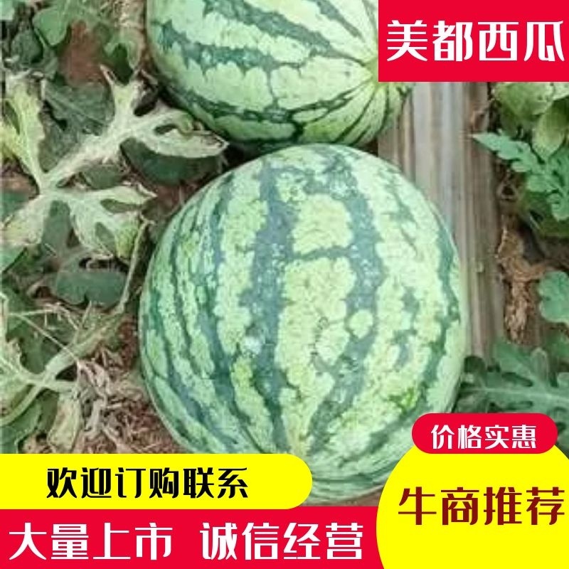夏县精品美都西瓜现摘糖度高，果型好二茬有籽大量上市中，