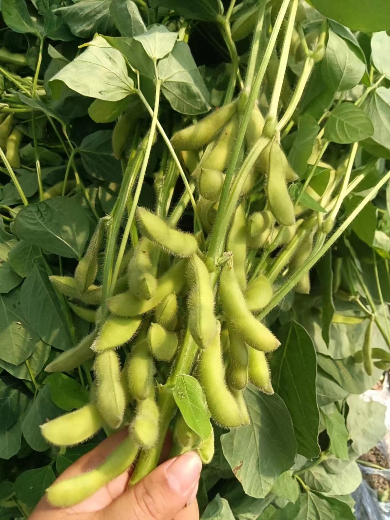 山东郯城开心绿毛豆大量上市中水洗入库一条龙