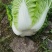 【推荐】长白菜黄心大白菜大量上市品质好
