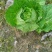 【推荐】长白菜黄心大白菜大量上市品质好