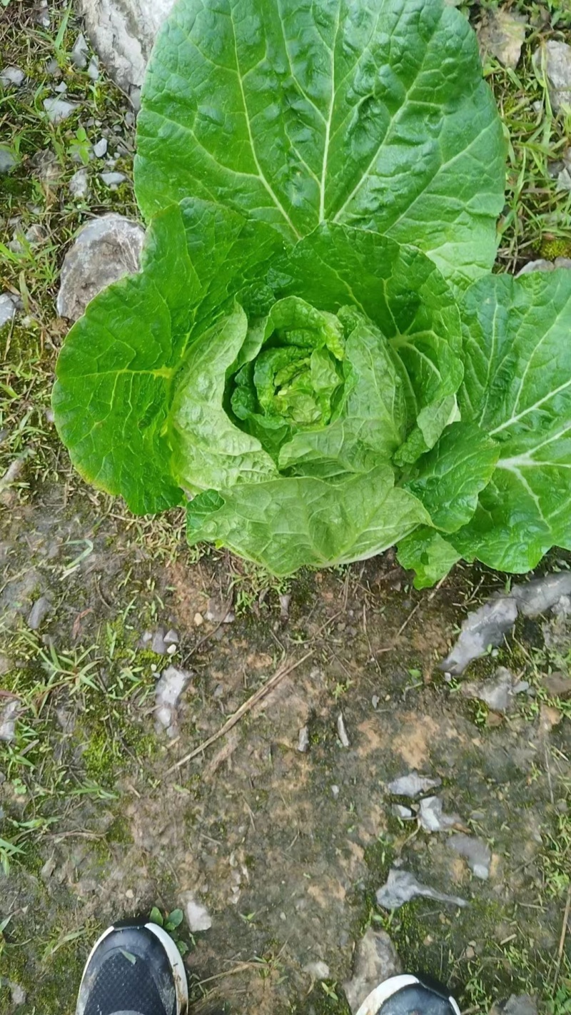 【推荐】长白菜黄心大白菜大量上市品质好