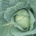 【推荐】长白菜黄心大白菜大量上市品质好