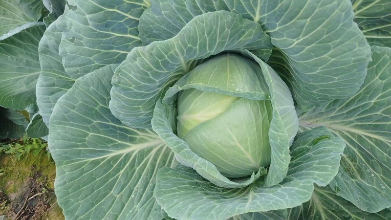 【推荐】长白菜黄心大白菜大量上市品质好