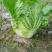 【推荐】长白菜黄心大白菜大量上市品质好