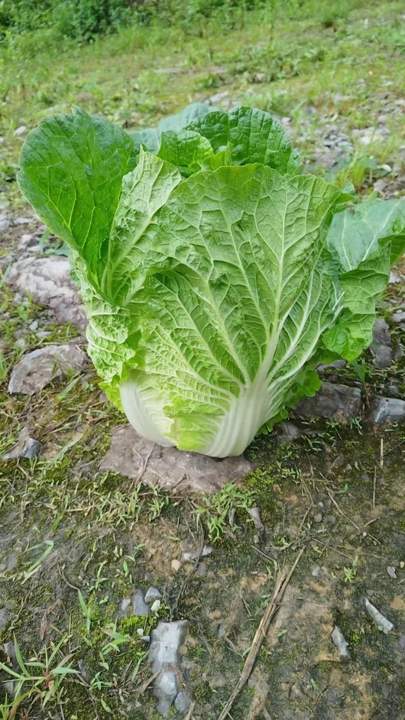 【推荐】长白菜黄心大白菜大量上市品质好