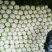 【推荐】长白菜黄心大白菜大量上市品质好