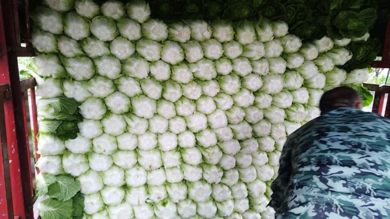 【推荐】长白菜黄心大白菜大量上市品质好