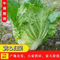 【推荐】长白菜黄心大白菜大量上市品质好