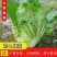 【推荐】长白菜黄心大白菜大量上市品质好