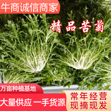 辽宁新民叶菜基地直供，精品苦菊，欢迎前来洽谈合作，