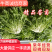 辽宁新民叶菜基地直供，精品苦菊，欢迎前来洽谈合作，