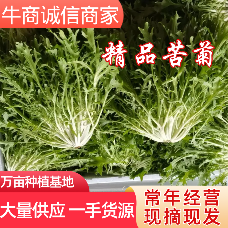 辽宁新民叶菜基地直供，精品苦菊，欢迎前来洽谈合作，