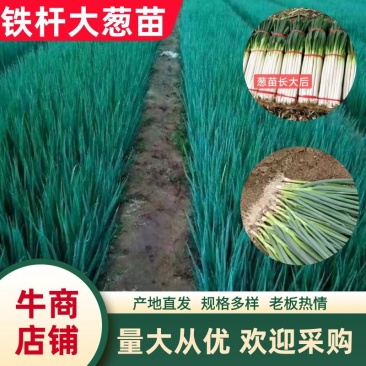 精品铁杆大葱苗钢葱小香葱潍坊葱苗基地直发