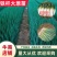精品铁杆大葱苗钢葱小香葱潍坊葱苗基地直发