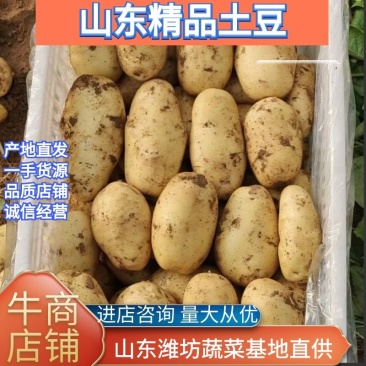 新鲜冷库土豆继续大量上市中产地直销一手货源质量好品质保证