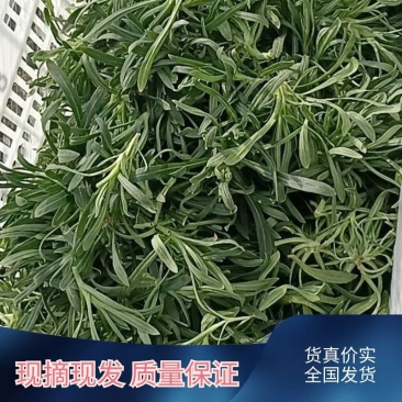 山东潍坊面条菜大量上市中火爆热卖开始了欢迎采购野菜的味道