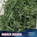 山东潍坊面条菜大量上市中火爆热卖开始了欢迎采购野菜的味道